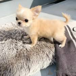 Foto №4. Ich werde verkaufen chihuahua in der Stadt Бохум.  - preis - verhandelt