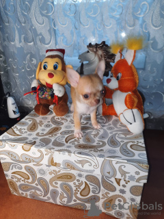 Foto №3. Chihuahua Welpe. Russische Föderation
