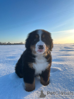 Foto №2 zu Ankündigung № 87169 zu verkaufen berner sennenhund - einkaufen Weißrussland vom kindergarten