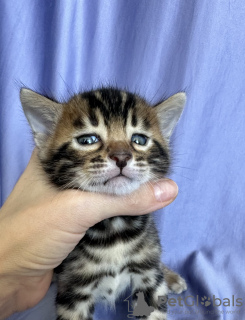 Foto №4. Ich werde verkaufen bengal katzenrasse in der Stadt Chisinau. vom kindergarten, züchter - preis - 1500€