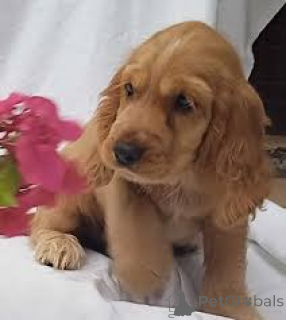 Foto №3. Chiots Cocker Spaniel Englisch zu verkaufen. Frankreich