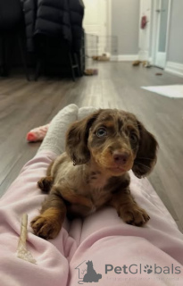 Foto №2 zu Ankündigung № 163177 zu verkaufen dackel - einkaufen Polen züchter