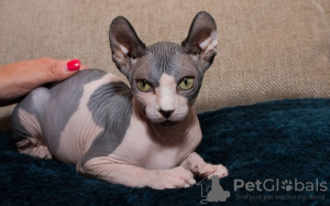 Foto №2 zu Ankündigung № 68997 zu verkaufen sphynx-katze - einkaufen Polen 