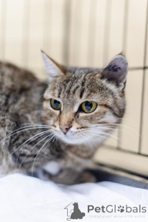 Foto №2 zu Ankündigung № 159112 zu verkaufen  - einkaufen Russische Föderation aus dem tierheim