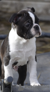 Foto №3. Boston Terrier mit Stammbaum.. Belgien