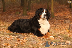 Foto №3. Berner Sennenhund-Welpen. Belgien