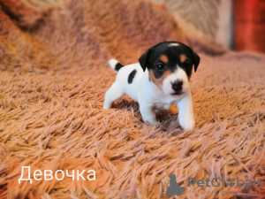 Foto №2 zu Ankündigung № 9591 zu verkaufen jack russell terrier - einkaufen Russische Föderation quotient 	ankündigung