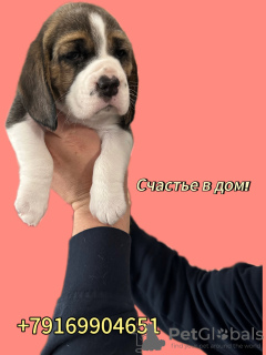 Foto №2 zu Ankündigung № 70885 zu verkaufen beagle - einkaufen Russische Föderation züchter