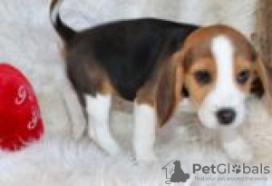 Foto №2 zu Ankündigung № 129093 zu verkaufen beagle - einkaufen Finnland züchter