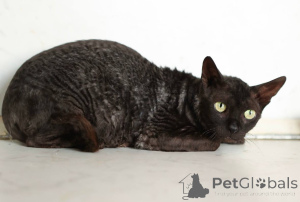 Foto №3. Kitty Arianna sucht ein Zuhause!. Russische Föderation