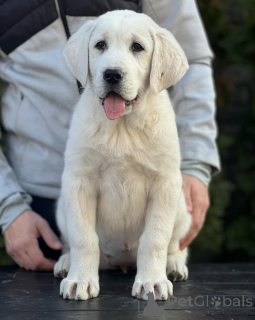 Foto №3. Zentralasiatische Hirtenwelpen. Serbien