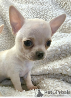 Foto №3. Pui chihuahua EXTRA mini. Serbien