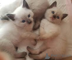 Foto №2 zu Ankündigung № 166784 zu verkaufen siamkatze - einkaufen Frankreich 