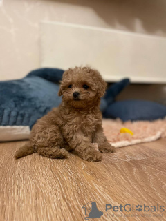 Foto №3. Maltipoo-Jungen und -Mädchen. Deutschland