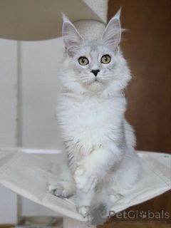 Foto №1. maine-coon-katze - zum Verkauf in der Stadt Arel | verhandelt | Ankündigung № 156775