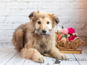 Foto №4. Ich werde verkaufen mischlingshund in der Stadt Moskwa. quotient 	ankündigung - preis - Frei