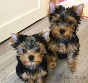 Foto №1. yorkshire terrier - zum Verkauf in der Stadt Vilnius | verhandelt | Ankündigung № 175885
