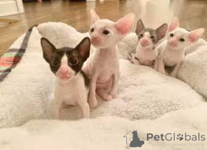 Foto №1. cornish rex - zum Verkauf in der Stadt Tampere | 580€ | Ankündigung № 164814