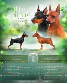 Foto №3. Hochwertige Welpen von Zwerg Pincher. Weißrussland