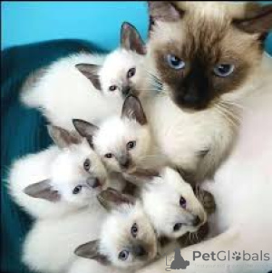 Foto №1. siamkatze - zum Verkauf in der Stadt Paris | 500€ | Ankündigung № 165502