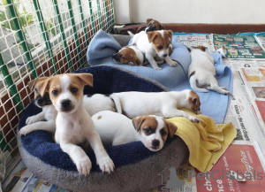 Foto №2 zu Ankündigung № 125097 zu verkaufen jack russell terrier - einkaufen Deutschland quotient 	ankündigung