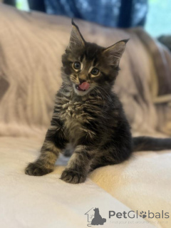 Foto №2 zu Ankündigung № 143864 zu verkaufen maine-coon-katze - einkaufen USA quotient 	ankündigung