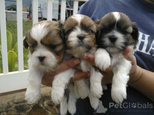 Foto №2 zu Ankündigung № 136960 zu verkaufen shih tzu - einkaufen Schweiz züchter