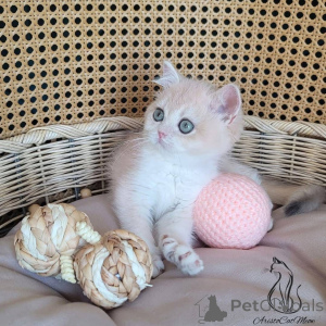 Foto №3. 2 weibliche Scottish Fold-Kätzchen zur Adoption. Russische Föderation
