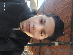 Foto №1. american bobtail - zum Verkauf in der Stadt Jerusalem | Frei | Ankündigung № 140488