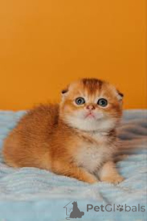 Foto №3. Die Scottish Fold-Falte ist auf dem Weg dorthin. Polen