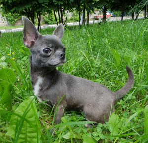 Foto №4. Ich werde verkaufen chihuahua in der Stadt Moskau. vom kindergarten, züchter - preis - 429€