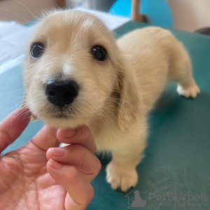 Foto №2 zu Ankündigung № 83824 zu verkaufen dackel - einkaufen Finnland quotient 	ankündigung