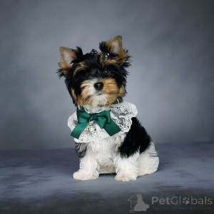 Foto №3. Biber. Georgien