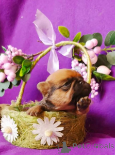 Foto №3. Petit Brabançon Welpen. Russische Föderation