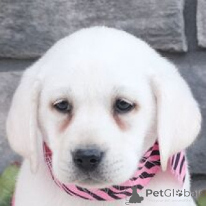 Foto №2 zu Ankündigung № 166027 zu verkaufen labrador retriever - einkaufen Deutschland züchter