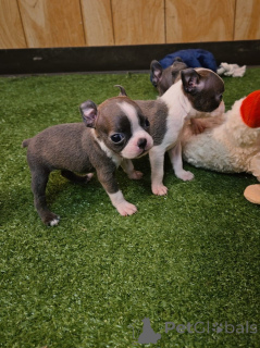 Foto №1. boston terrier - zum Verkauf in der Stadt Dudeldorf | verhandelt | Ankündigung № 174971