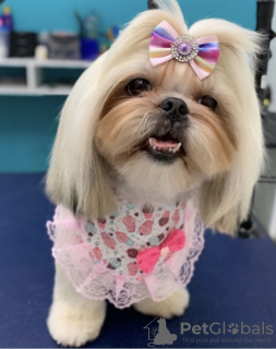 Foto №2 zu Ankündigung № 105235 zu verkaufen lhasa apso - einkaufen USA 