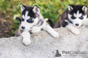 Foto №1. siberian husky - zum Verkauf in der Stadt Nürnberg | 450€ | Ankündigung № 125011