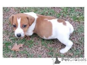 Foto №3. Registrierte Jack-Russell-Welpen sind endlich da! . Frankreich