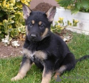 Foto №1. deutscher schäferhund - zum Verkauf in der Stadt Tiraspol | verhandelt | Ankündigung № 124384