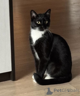 Foto №1.  - zum Verkauf in der Stadt Minsk | Frei | Ankündigung № 157486