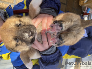 Foto №2 zu Ankündigung № 89318 zu verkaufen mischlingshund - einkaufen Russische Föderation quotient 	ankündigung