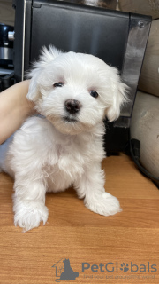 Foto №2 zu Ankündigung № 42695 zu verkaufen malteser - einkaufen Russische Föderation züchter