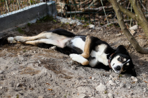 Zusätzliche Fotos: Stattlicher, luxuriöser und prächtiger Hund, der ein Zuhause sucht