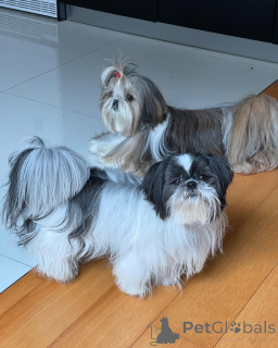 Foto №2 zu Ankündigung № 168663 zu verkaufen shih tzu - einkaufen Deutschland züchter