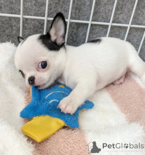 Foto №4. Ich werde verkaufen chihuahua in der Stadt Touolouse. züchter - preis - verhandelt