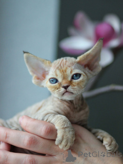 Foto №1. devon rex - zum Verkauf in der Stadt Stockholm | verhandelt | Ankündigung № 171375