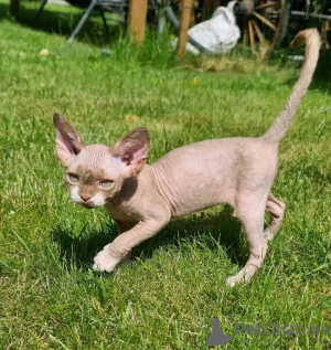 Foto №1. devon rex - zum Verkauf in der Stadt Helsinki | 350€ | Ankündigung № 118430