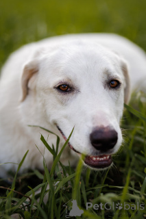 Foto №2 zu Ankündigung № 161456 zu verkaufen mischlingshund - einkaufen Russische Föderation quotient 	ankündigung