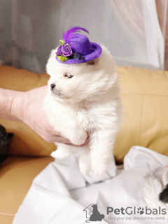 Foto №3. Pommersche Babys. Russische Föderation